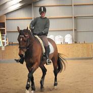 Dansk Varmblod Pittegårdens  roxanne