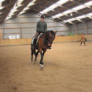 Dansk Varmblod Pittegårdens  roxanne