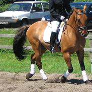 Anden særlig race Viggo *Solgt*