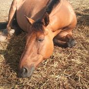 Anden særlig race Viggo *Solgt*