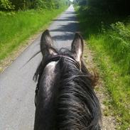 DSP Bomgaardens Davinci *AVLS HINGST* SPH 203