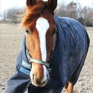 Fransk Varmblod Pickpocket