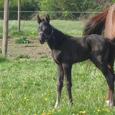 Dansk Varmblod Lillegårdens Sinatra