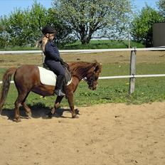 Welsh Partbred (Sec F) Evita Engmarkshus