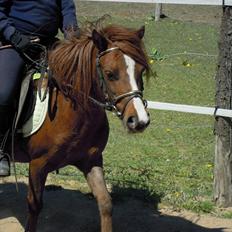 Welsh Partbred (Sec F) Evita Engmarkshus