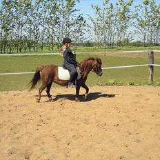 Welsh Partbred (Sec F) Evita Engmarkshus