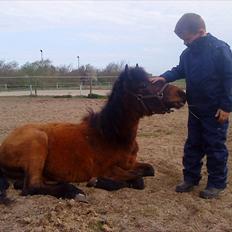 Anden særlig race Santhos (Solgt)