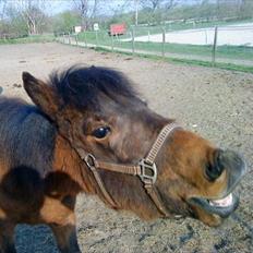 Anden særlig race Santhos (Solgt)