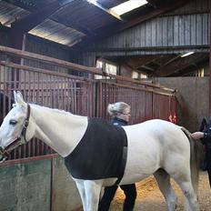 Arabisk fuldblod (OX) Annabel <3