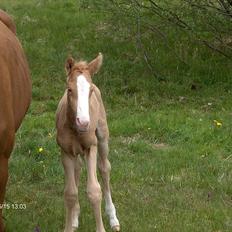 Palomino Golden Princess