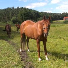 Hannoveraner wilburs Taita