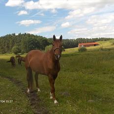 Hannoveraner wilburs Taita