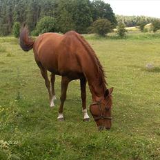 Hannoveraner wilburs Taita