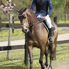 Hollandsk Sportspony Bassy