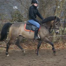 Hollandsk Sportspony Bassy