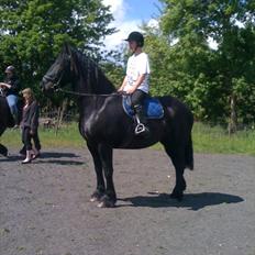 Anden særlig race Santana