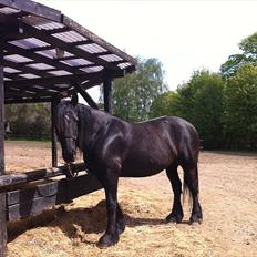 Anden særlig race Santana