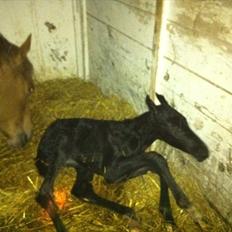 Dansk Varmblod Lillegårdens Sinatra