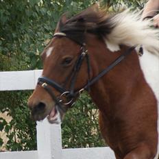 Anden særlig race • Wendy Van Wanten • RIP 31/1-10 •