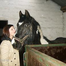 Irish Cob Crossbreed Staldgipsy's Fonzie. 