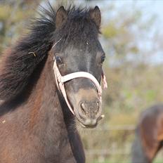 Anden særlig race Valbjerggaard´s Carisma