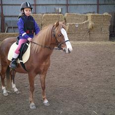 Welsh Pony (sec B) Misty