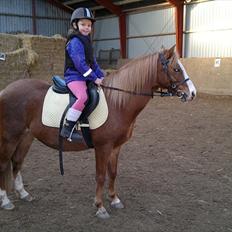 Welsh Pony (sec B) Misty