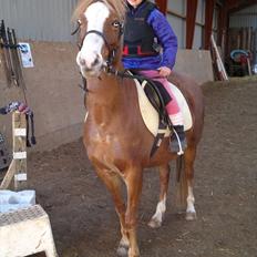 Welsh Pony (sec B) Misty