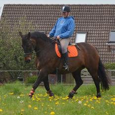 Anden særlig race Amanda - Lånehest