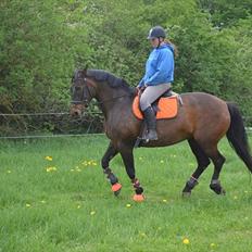Anden særlig race Amanda - Lånehest