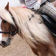 Anden særlig race mac gregor/Basse  (rideskolehest)