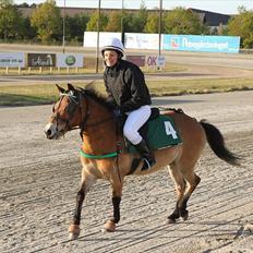 Gotlandsruss Bobbi SOLGT <3