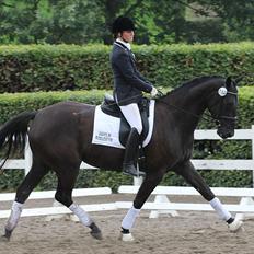 Dansk Varmblod Hot Lady