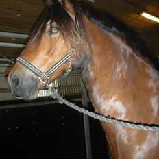 Welsh Cob (sec D) Tomba <3  (Halvpart)