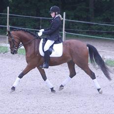 Tysk Sportspony Dark Shadow