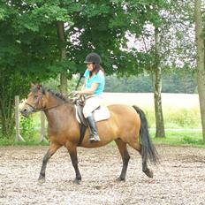 Anden særlig race Wendy