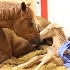 Anden særlig race Lando Blue SOLGT