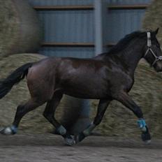 Anden særlig race Barolo(Bølle)<3 HIMMELHEST <3