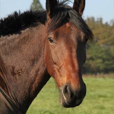 Anden særlig race Barolo(Bølle)<3 HIMMELHEST <3