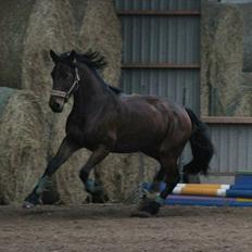 Anden særlig race Barolo(Bølle)<3 HIMMELHEST <3