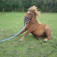 Shetlænder Bambi - Solgt