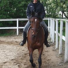 Anden særlig race Djenkiss