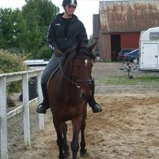 Anden særlig race Djenkiss