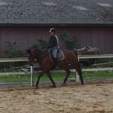 Anden særlig race Djenkiss