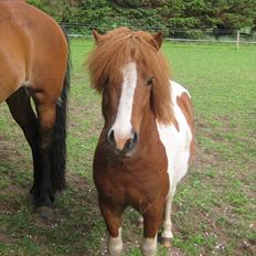 Shetlænder Bruno (SOLGT) ):  