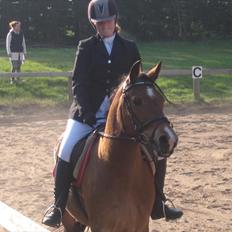 Nordsvensk Skovhest Smilla