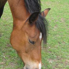 Nordsvensk Skovhest Smilla