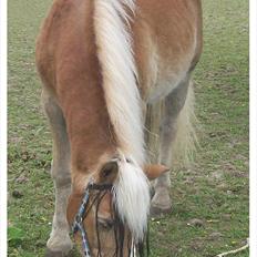 Tyroler Haflinger Nuser.