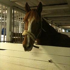 Fransk Varmblod Pickpocket