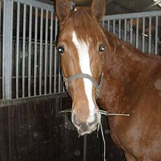 Fransk Varmblod Pickpocket